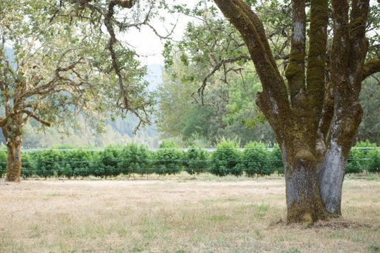 Empower's Relationship With East Fork Cultivators Empower BodyCare